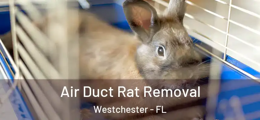Air Duct Rat Removal Westchester - FL